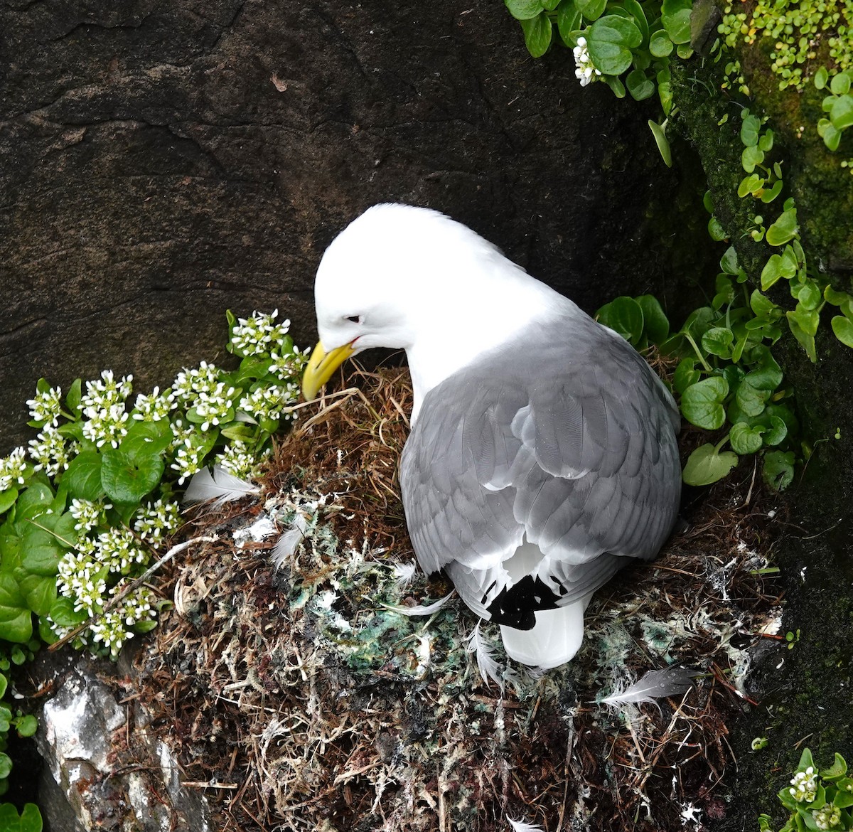 Black-legged Kittiwake - ML620895668