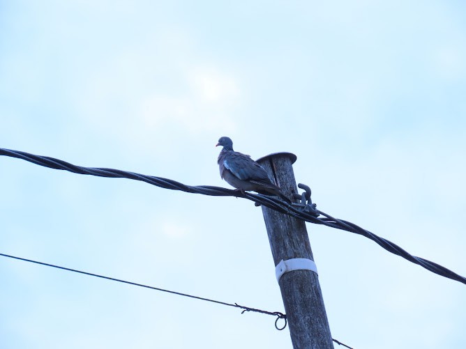 Common Wood-Pigeon - ML620895669