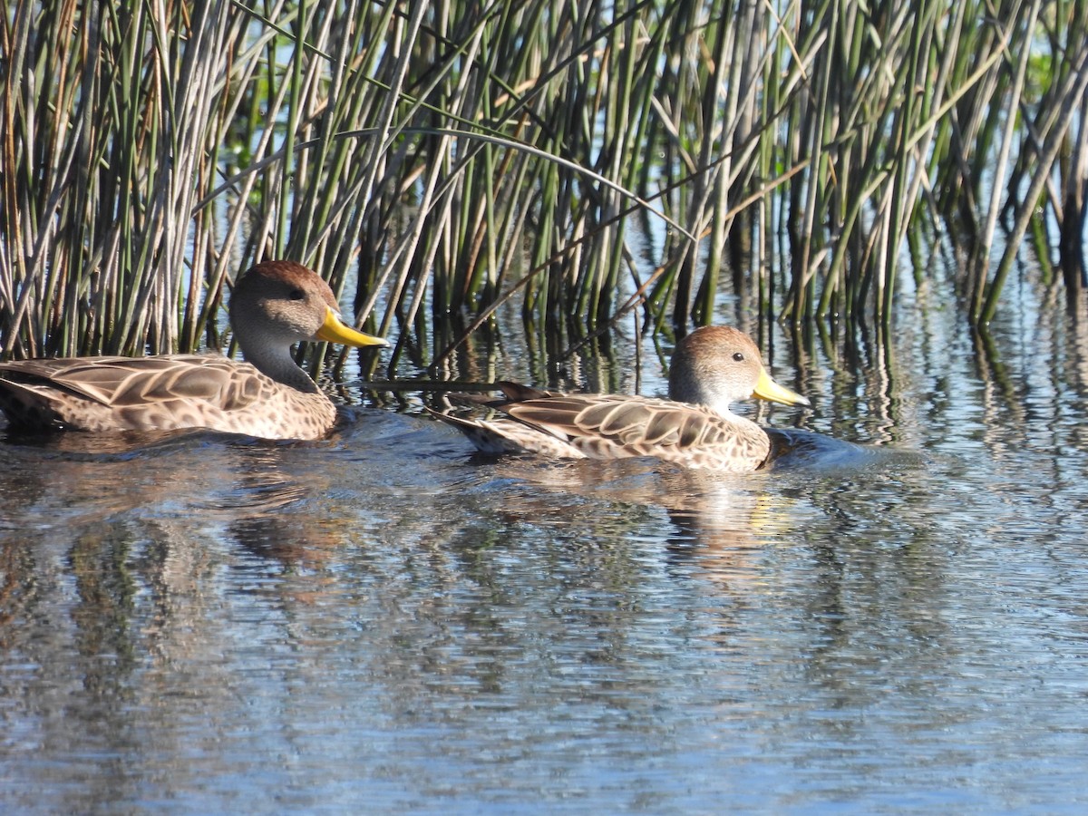 Yellow-billed Pintail - ML620895672