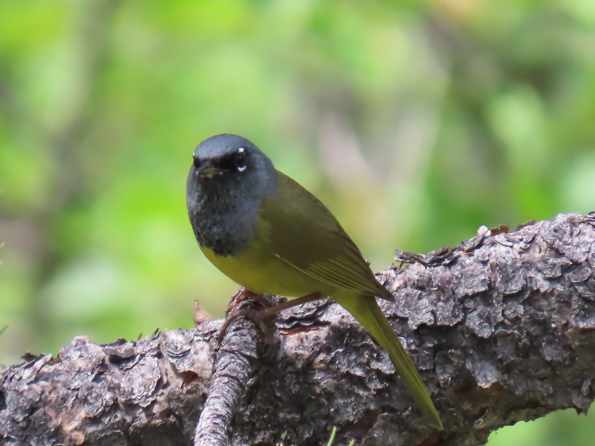 MacGillivray's Warbler - ML620895674