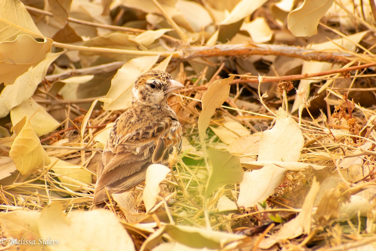 Chestnut-backed Sparrow-Lark - ML620895676