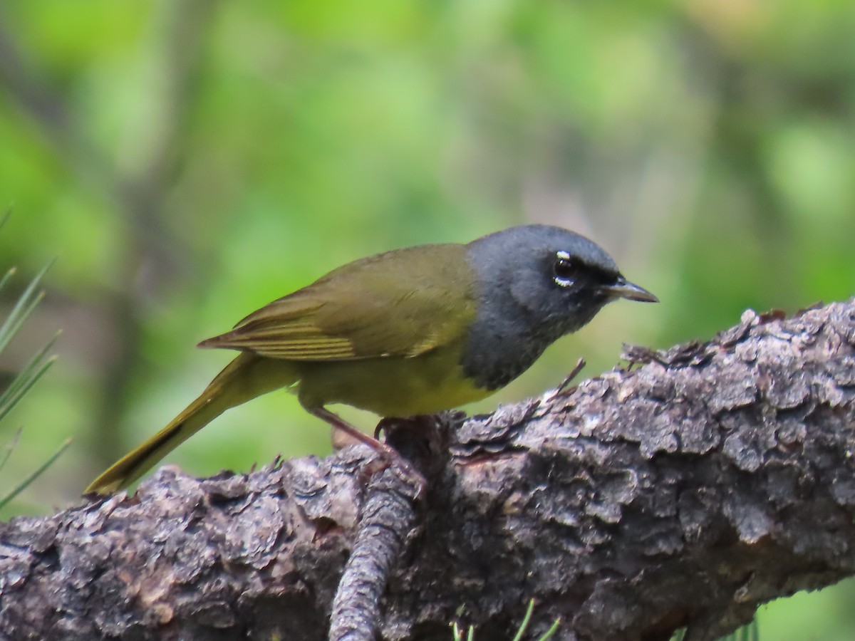 MacGillivray's Warbler - ML620895678