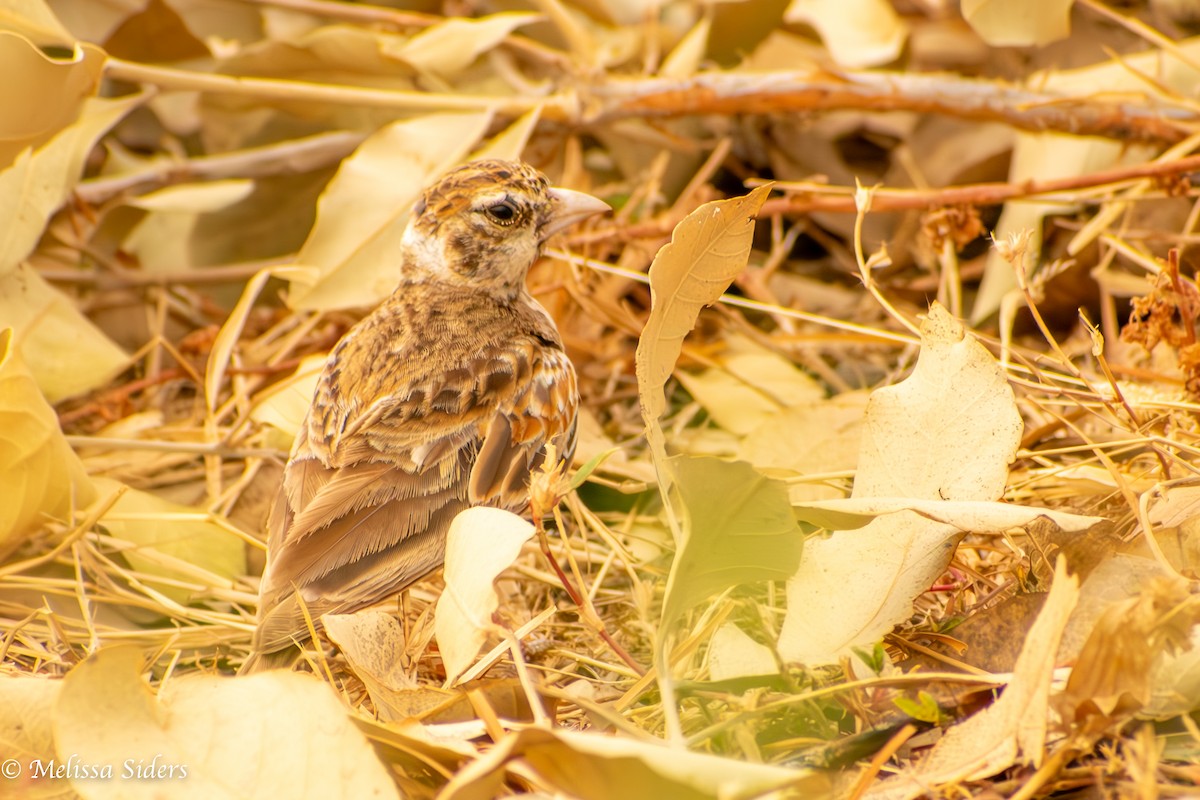 Chestnut-backed Sparrow-Lark - ML620895682