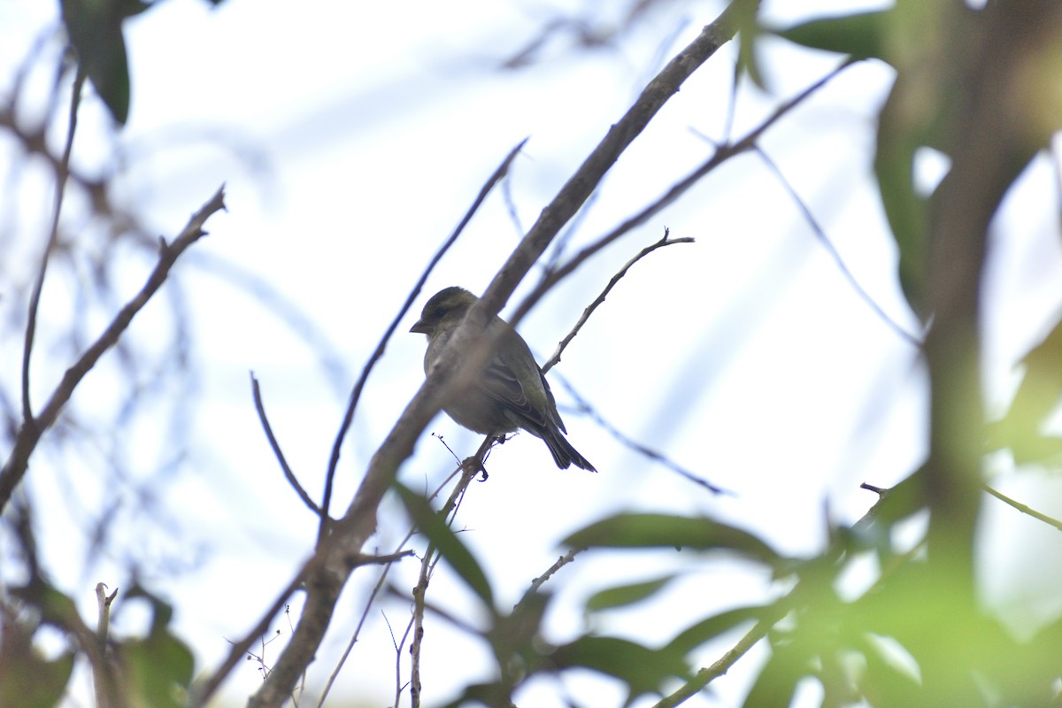 Black-chinned Siskin - ML620895688