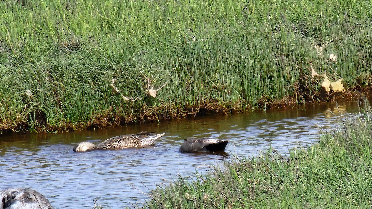 Gadwall - ML620895698