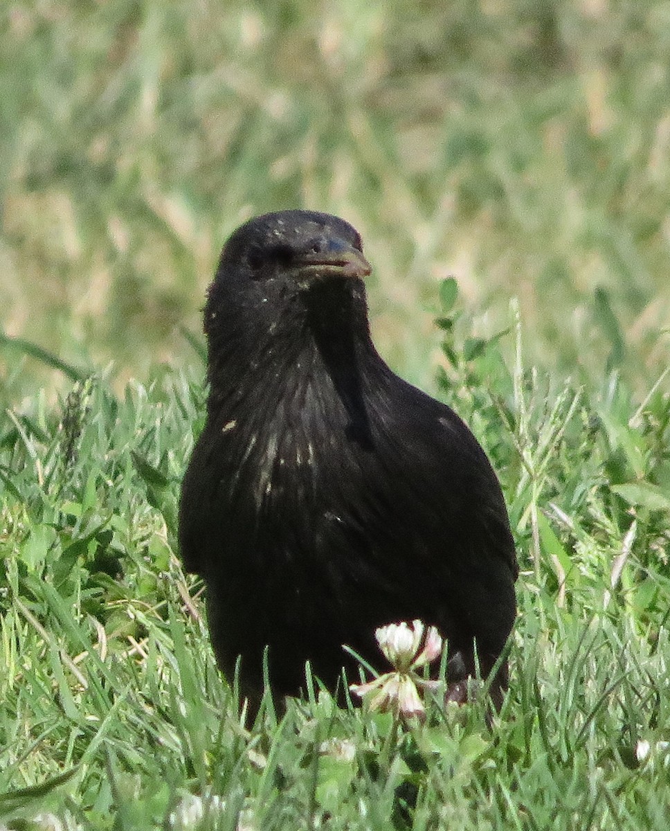 Spotless Starling - ML620895701