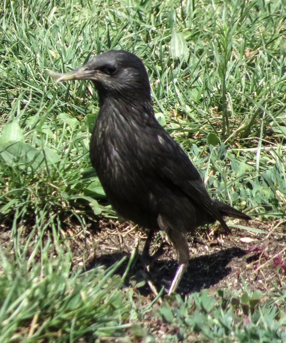 Spotless Starling - ML620895702