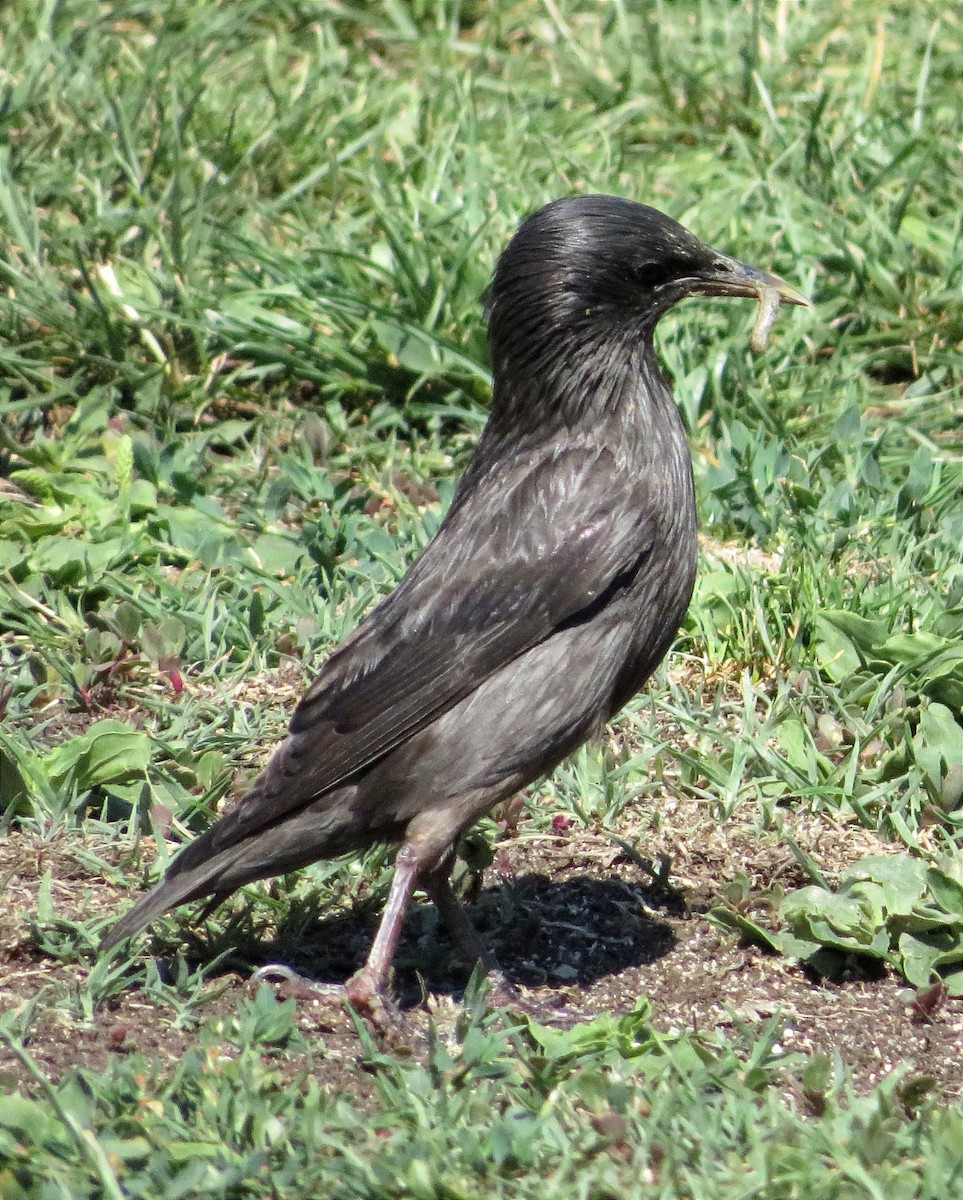 Spotless Starling - ML620895703