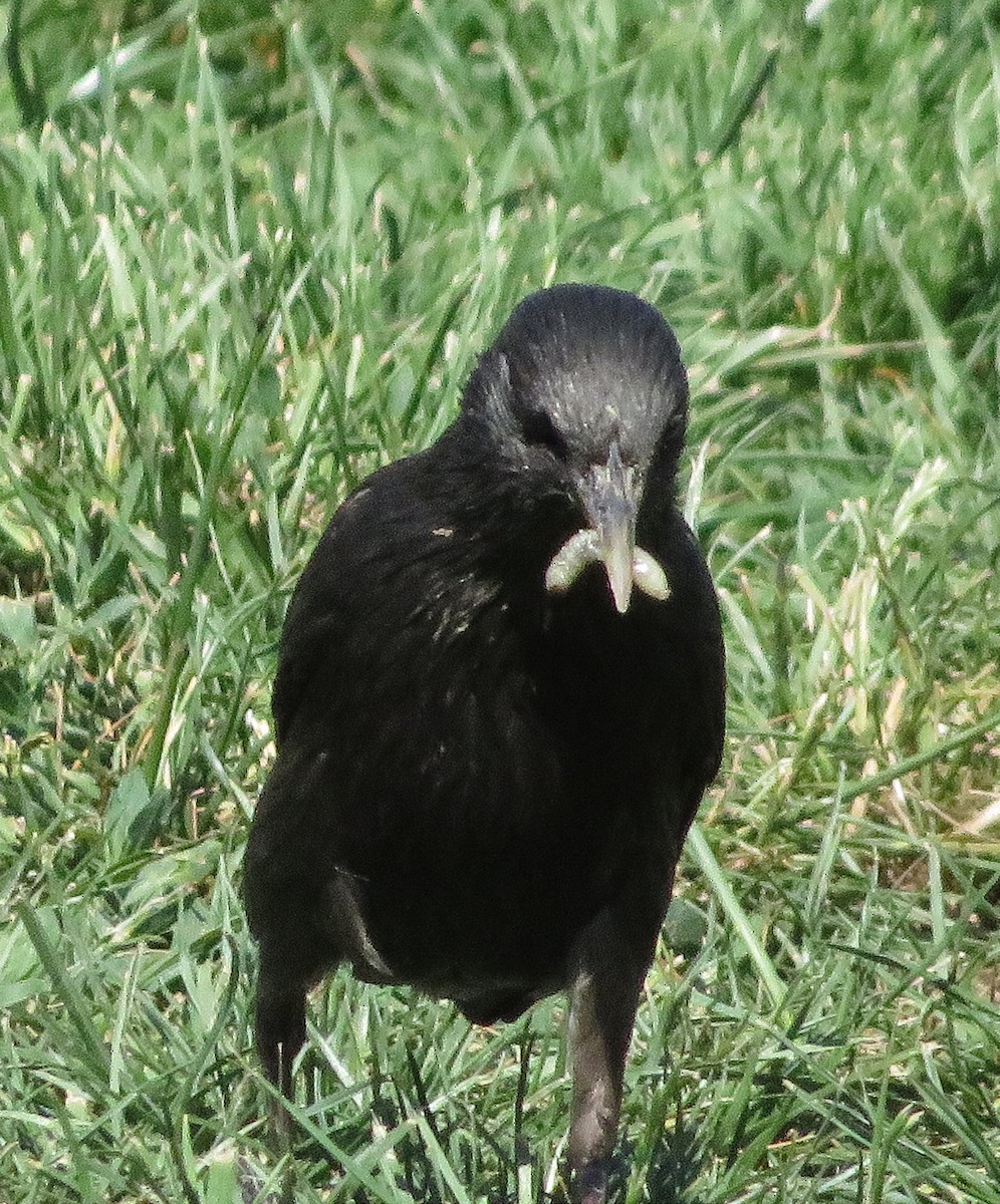 Spotless Starling - ML620895704