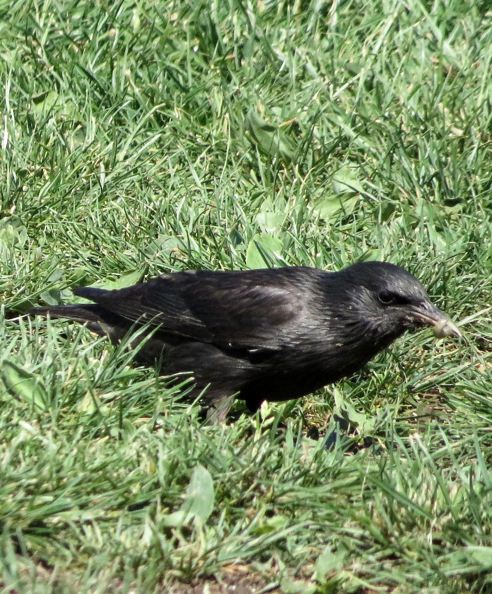 Spotless Starling - Eduardo Blanco Vega