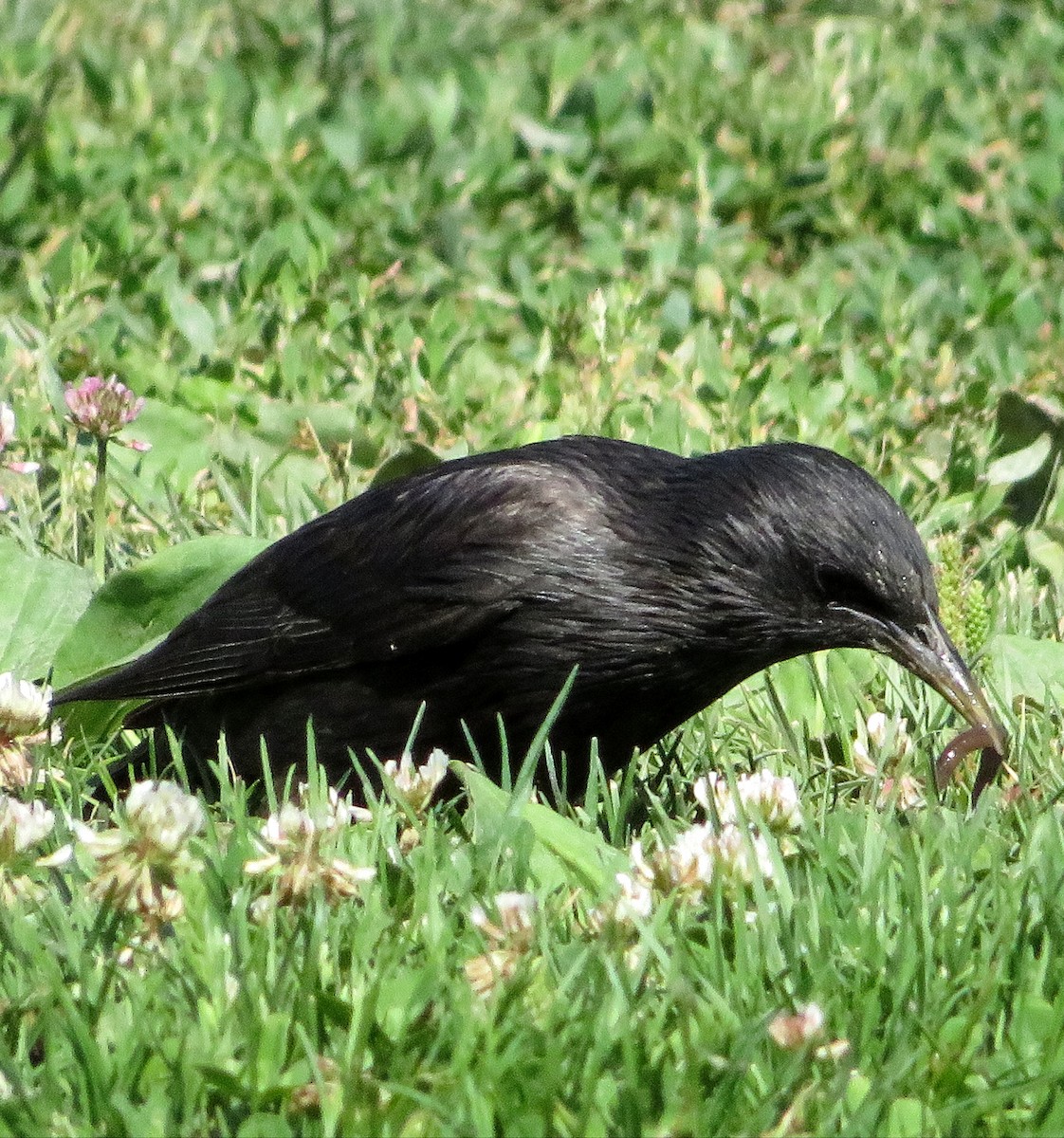 Spotless Starling - ML620895707