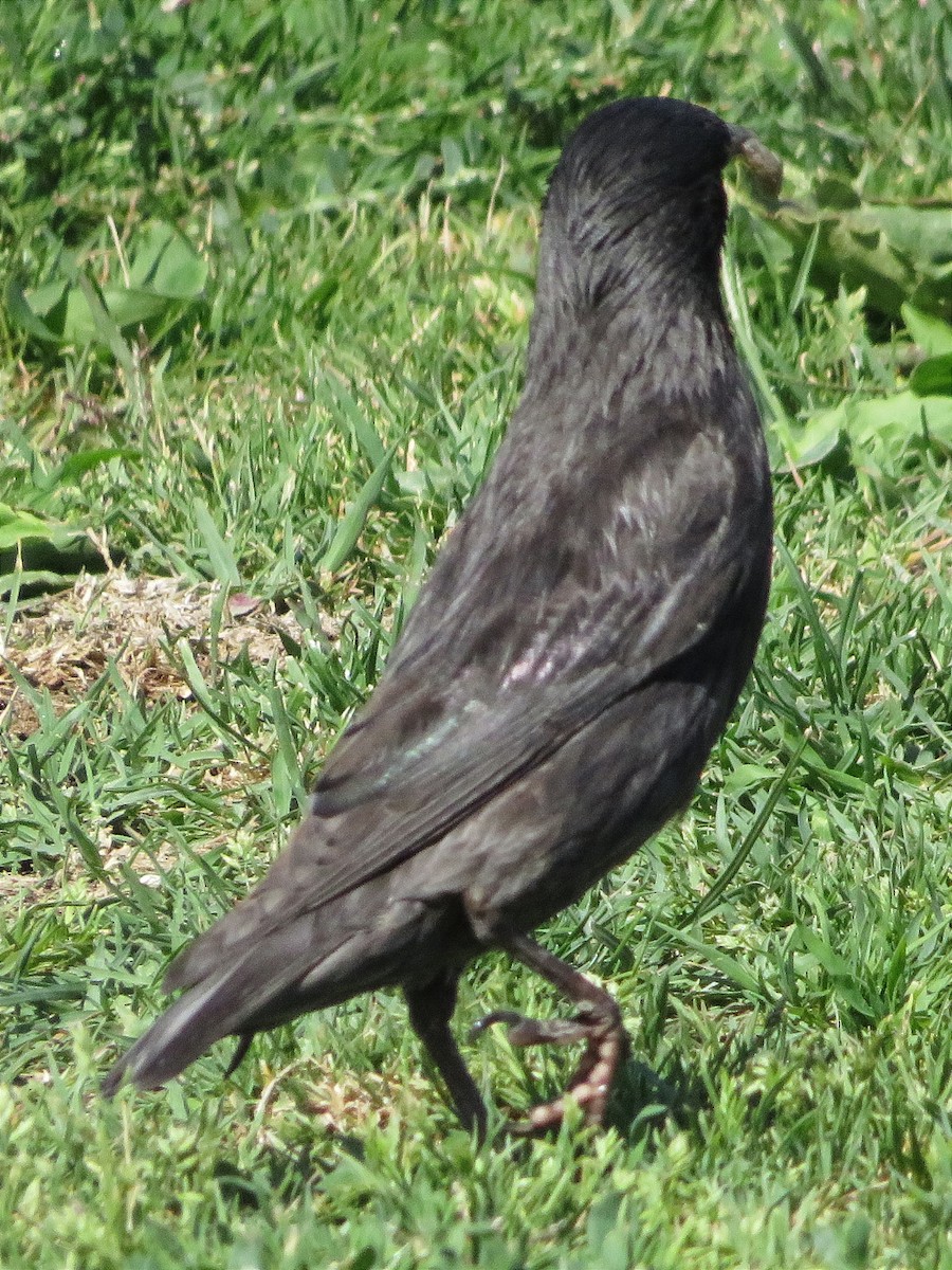 Spotless Starling - ML620895708