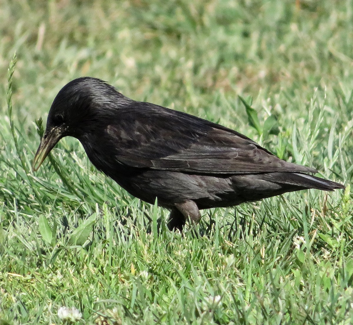 Spotless Starling - ML620895710