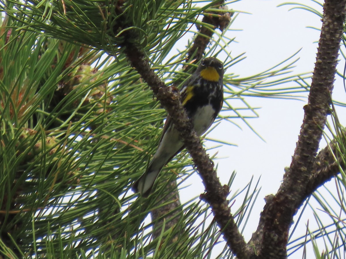 Yellow-rumped Warbler (Audubon's) - ML620895715