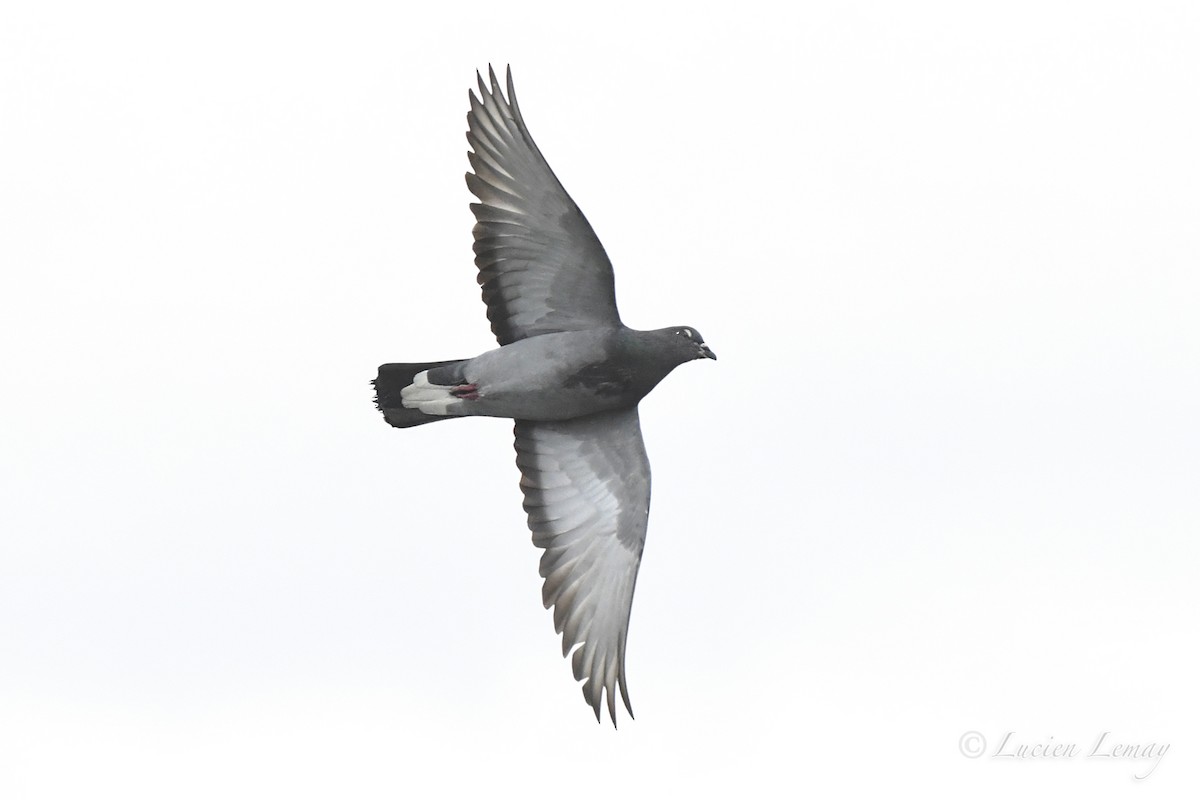 Rock Pigeon (Feral Pigeon) - ML620895716