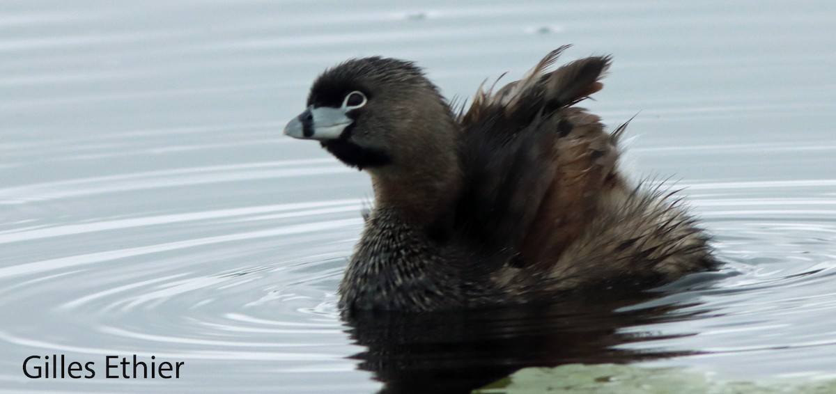 Pied-billed Grebe - ML620895718