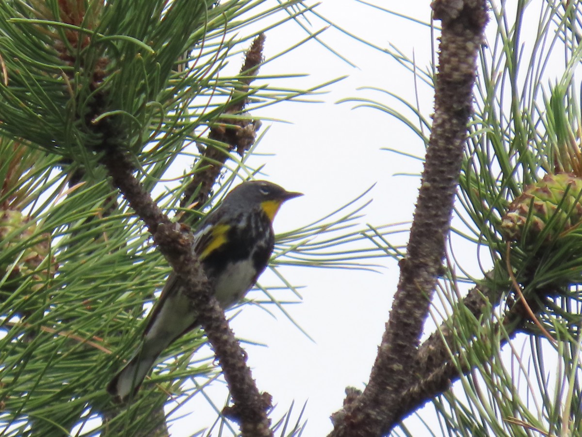 Yellow-rumped Warbler (Audubon's) - ML620895719