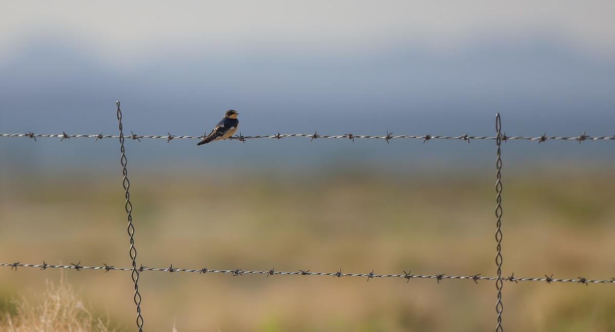 Barn Swallow (American) - ML620895722