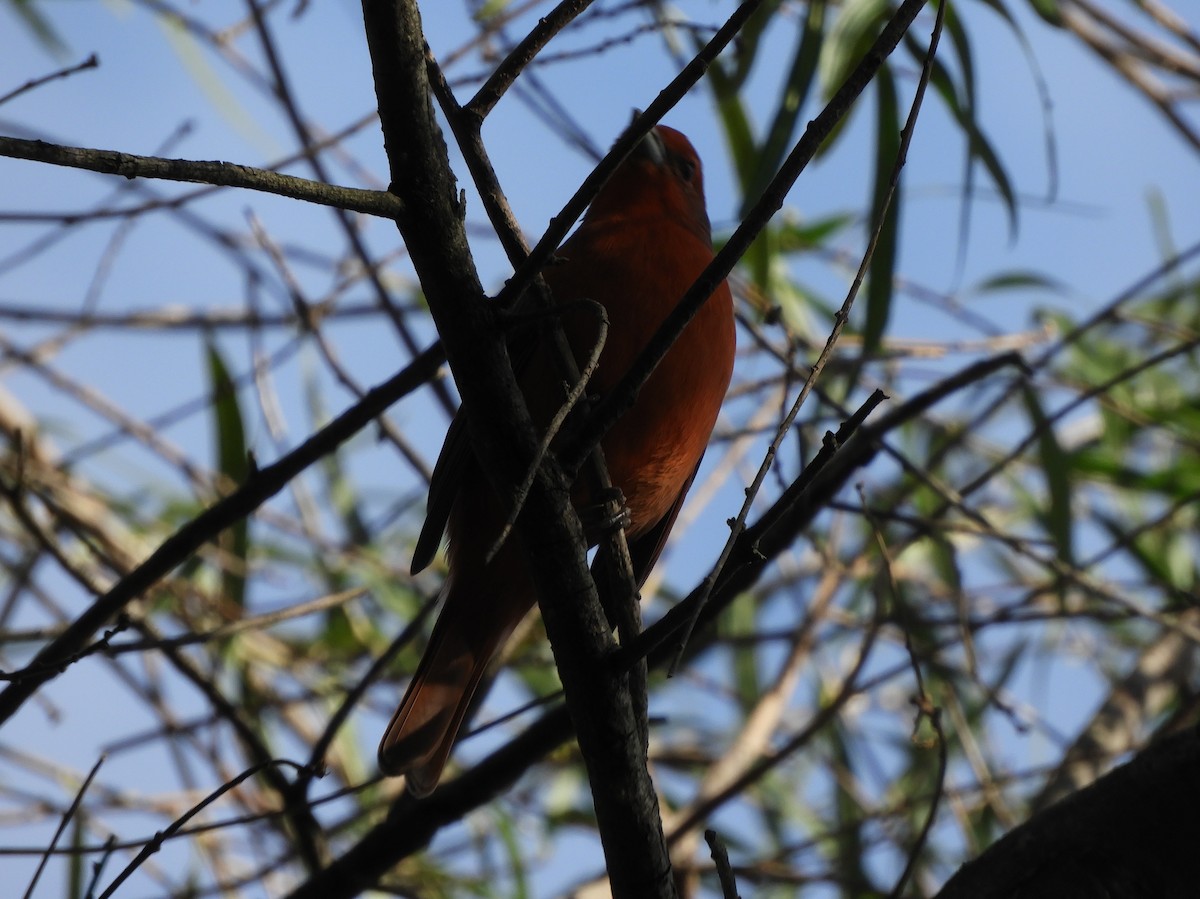 Hepatic Tanager - ML620895728