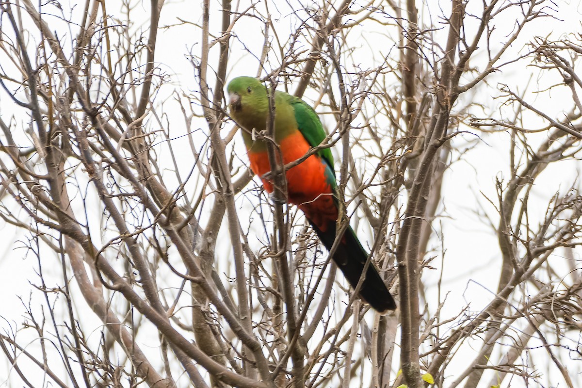 Australian King-Parrot - ML620895737