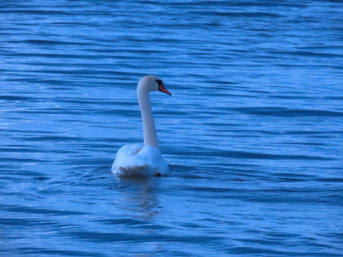 Mute Swan - ML620895738