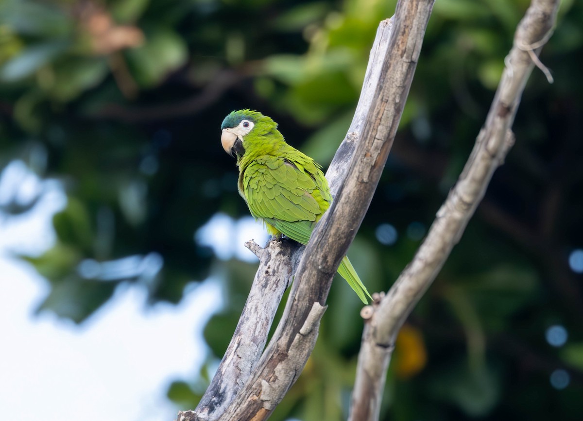 コミドリコンゴウインコ - ML620895742