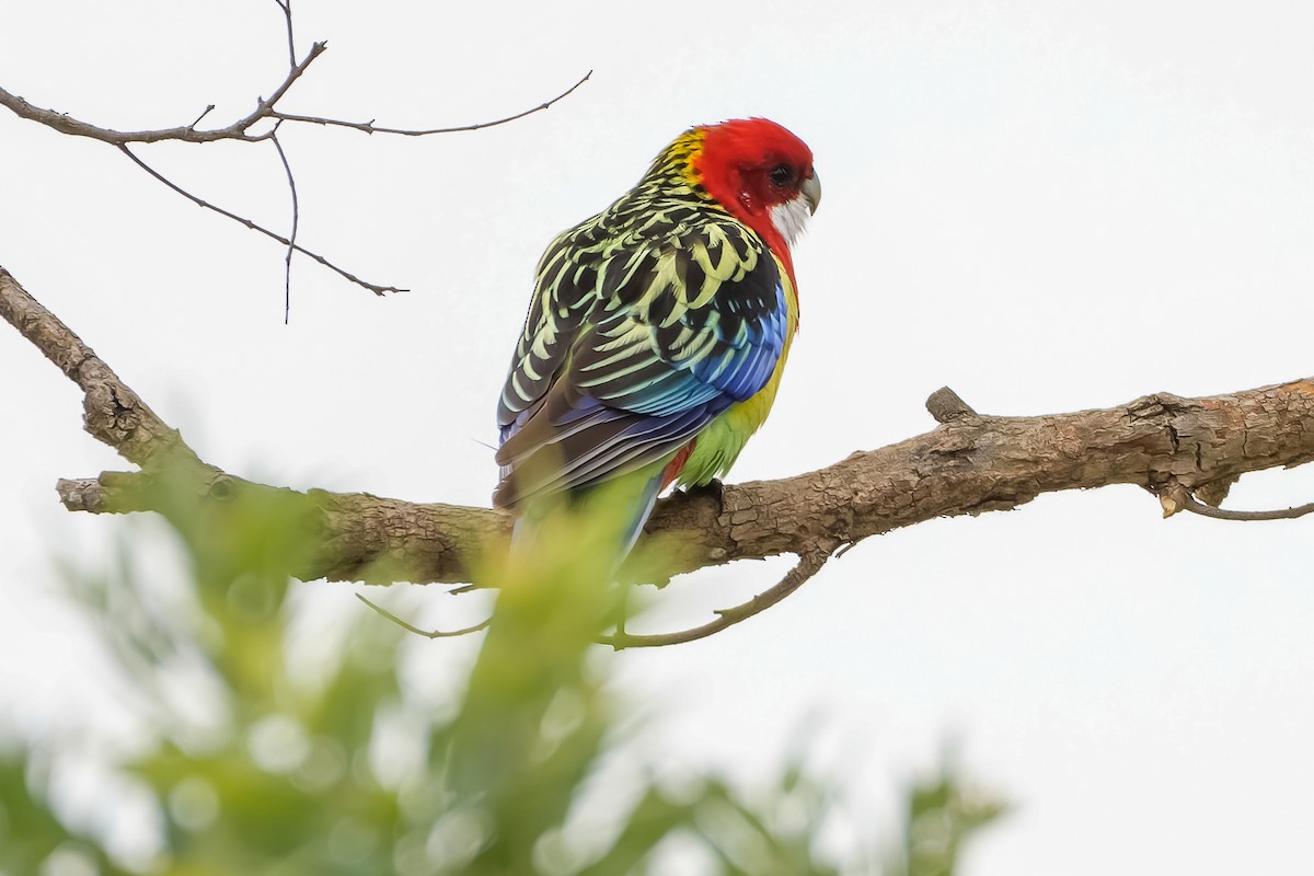 Eastern Rosella - ML620895743