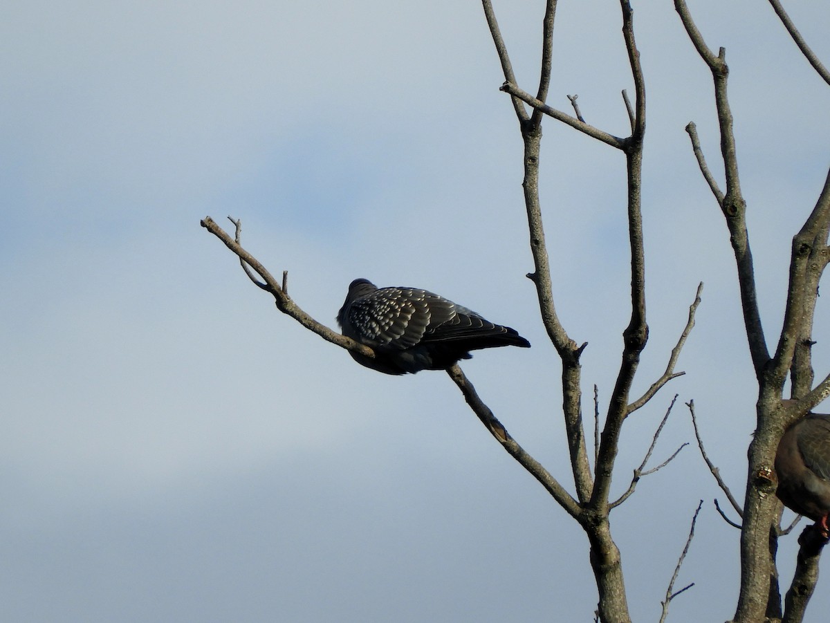 Spot-winged Pigeon - ML620895744