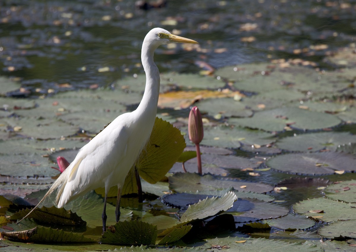 Plumed Egret - ML620895749