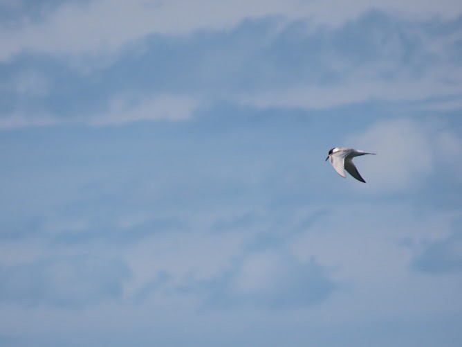 Common Tern - ML620895755