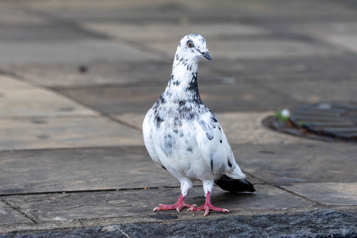 Rock Pigeon (Feral Pigeon) - ML620895758