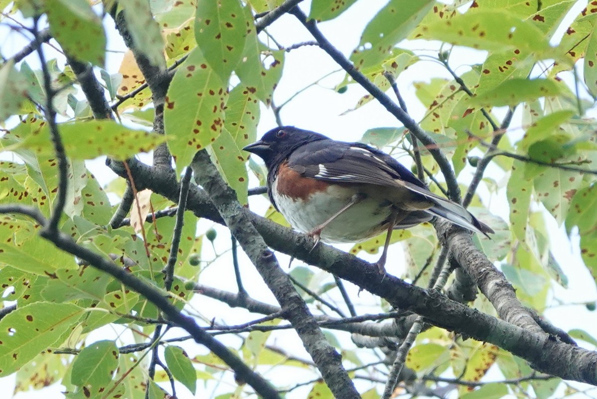 Eastern Towhee - ML620895759