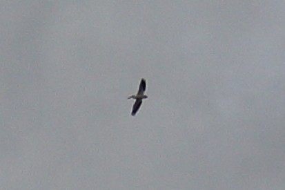 American White Pelican - ML620895767