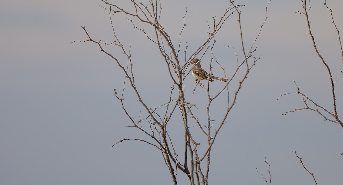 Ash-throated Flycatcher - ML620895768