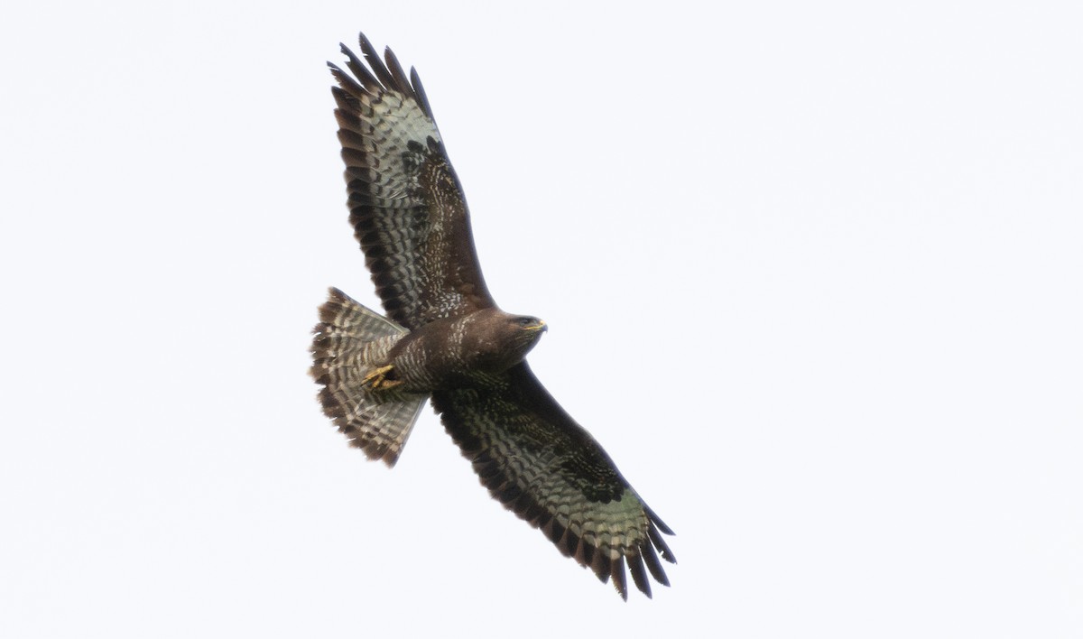 Common Buzzard - ML620895773