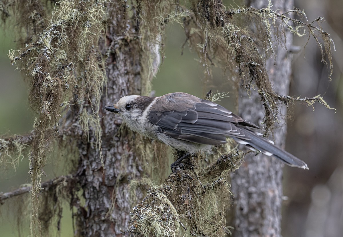 Canada Jay - ML620895775