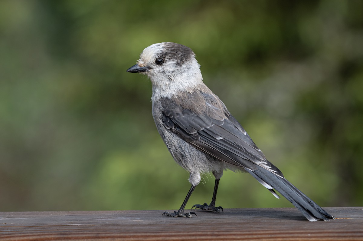 Canada Jay - ML620895776