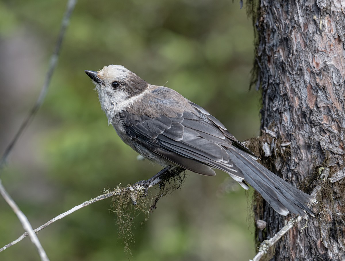 Canada Jay - ML620895777