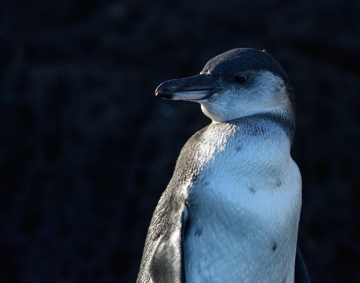 Galapagos Penguin - ML620895778