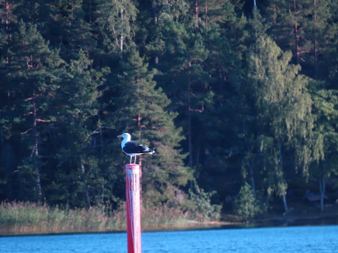 Great Black-backed Gull - ML620895779