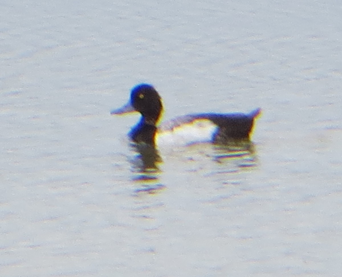 Lesser Scaup - ML620895786