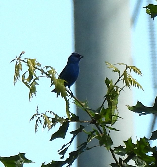 Indigo Bunting - ML620895791