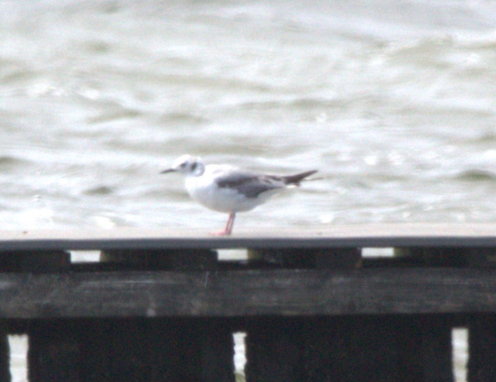 Bonaparte's Gull - ML620895792