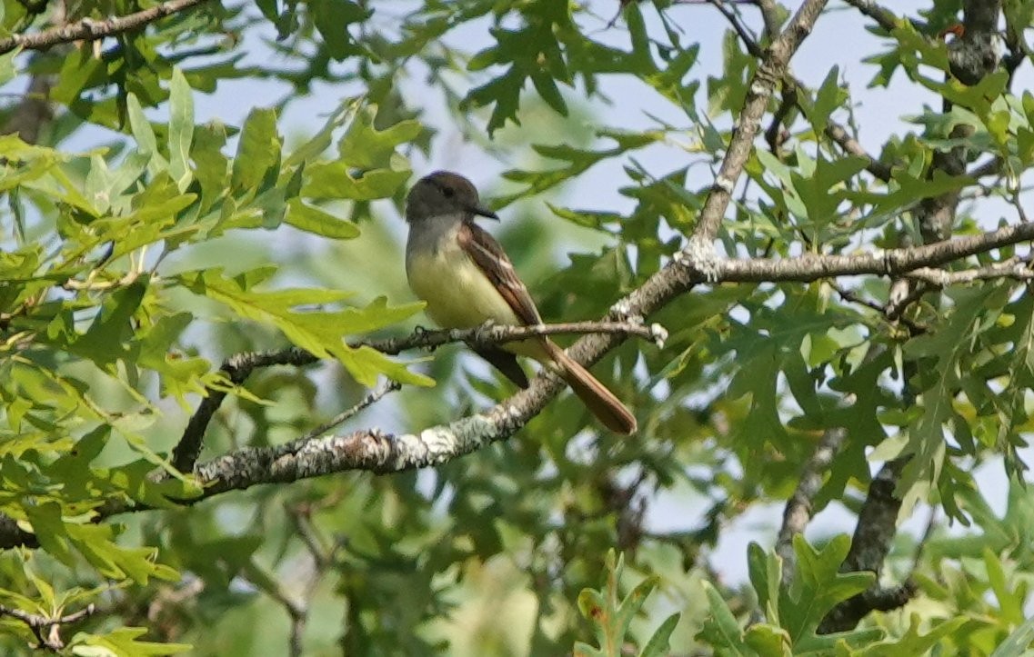 Great Crested Flycatcher - ML620895793