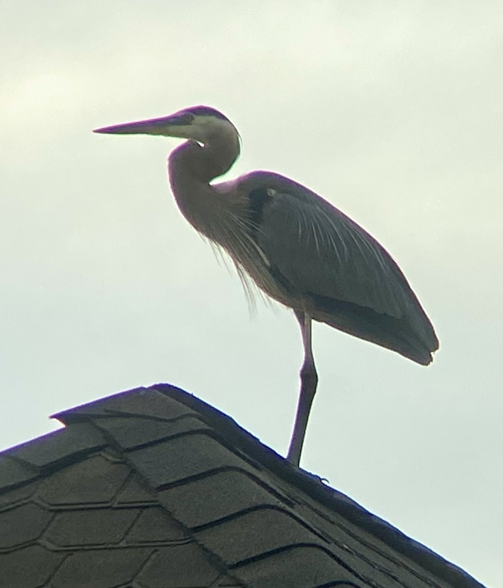 Great Blue Heron (Great Blue) - ML620895794