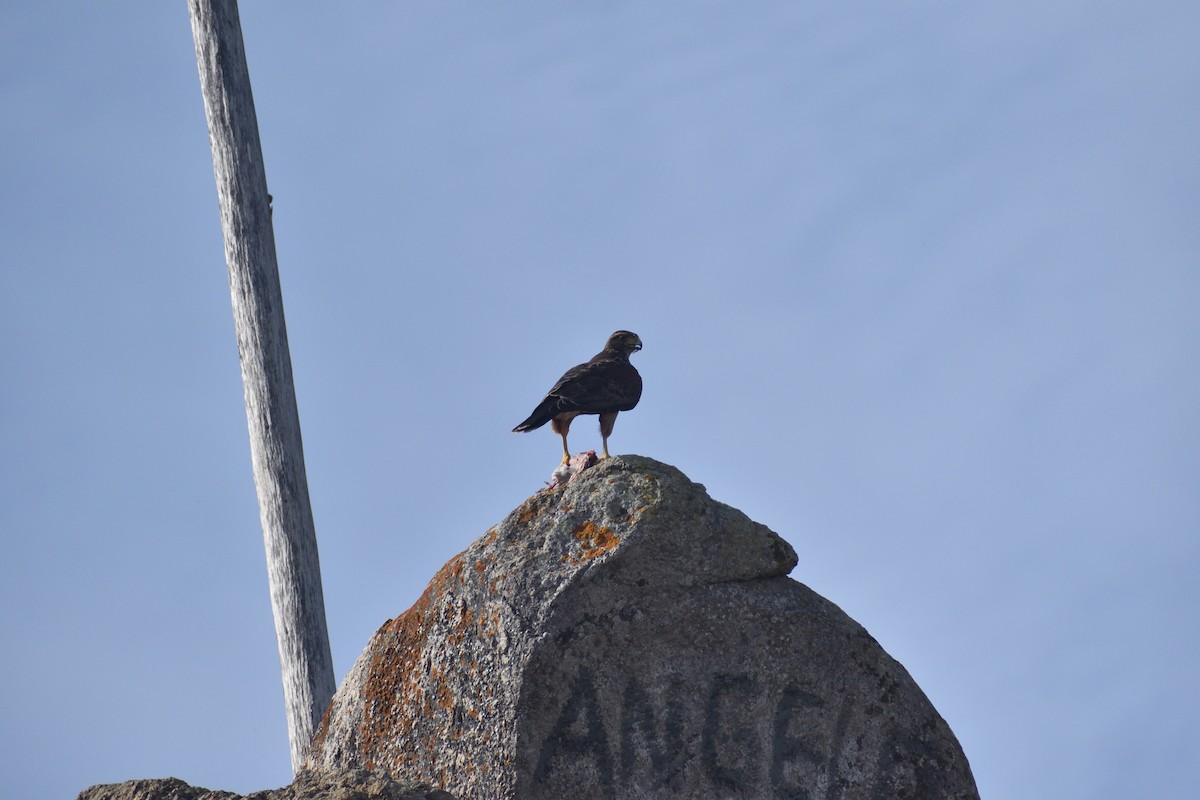 Harris's Hawk - ML620895798