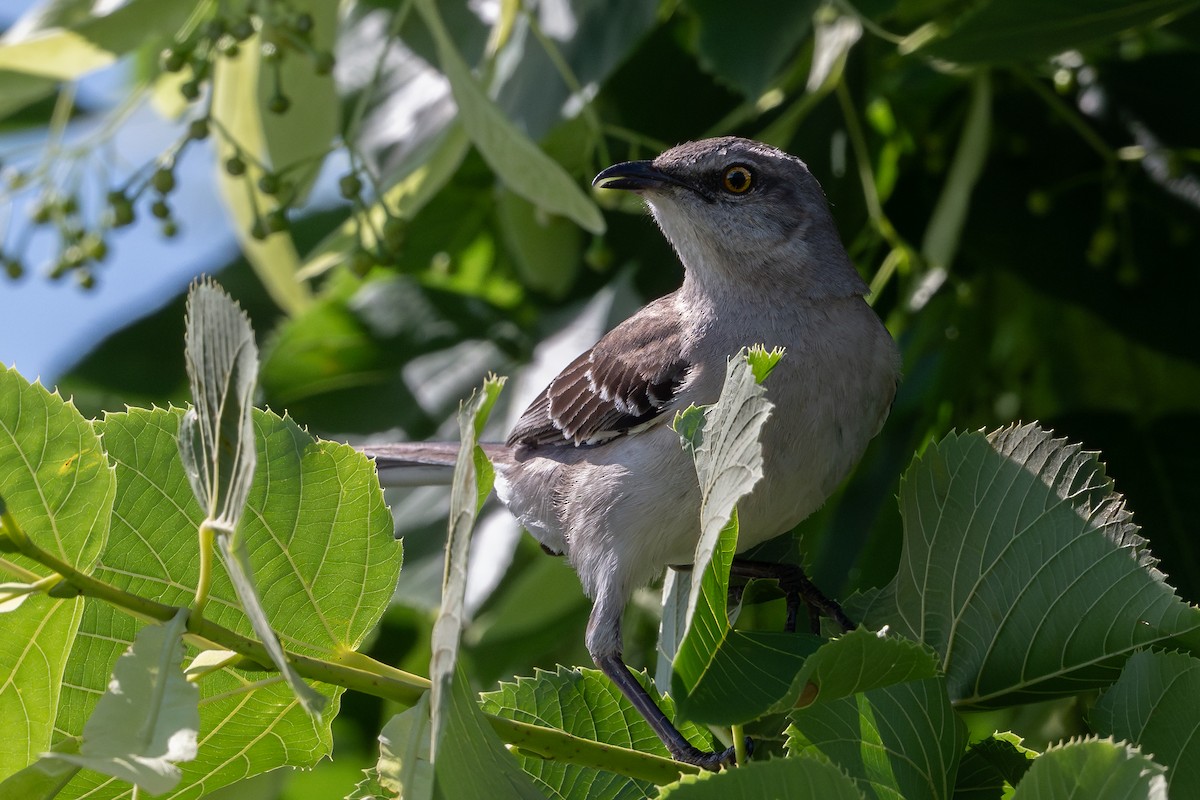 Northern Mockingbird - ML620895800