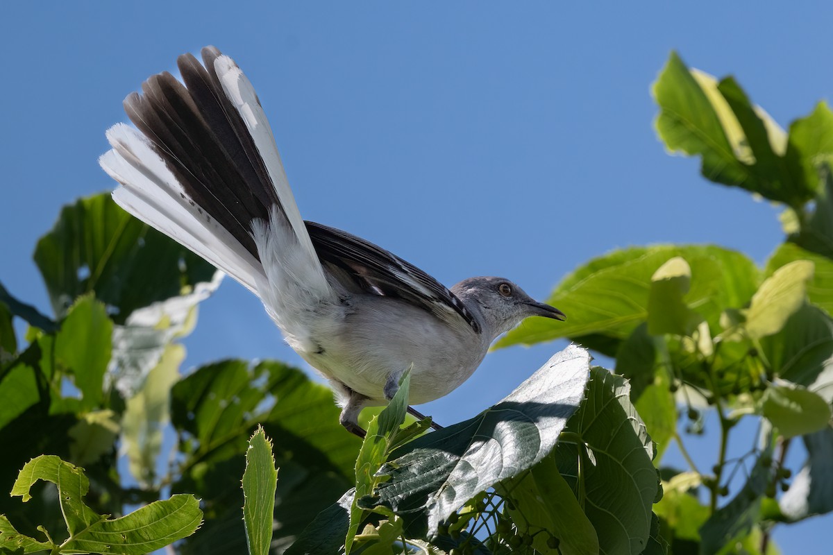 Northern Mockingbird - ML620895802