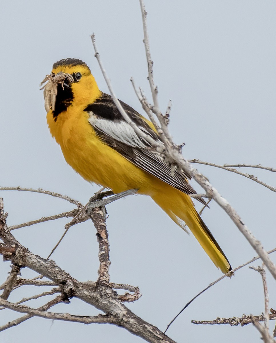 Bullock's Oriole - Jim Ward