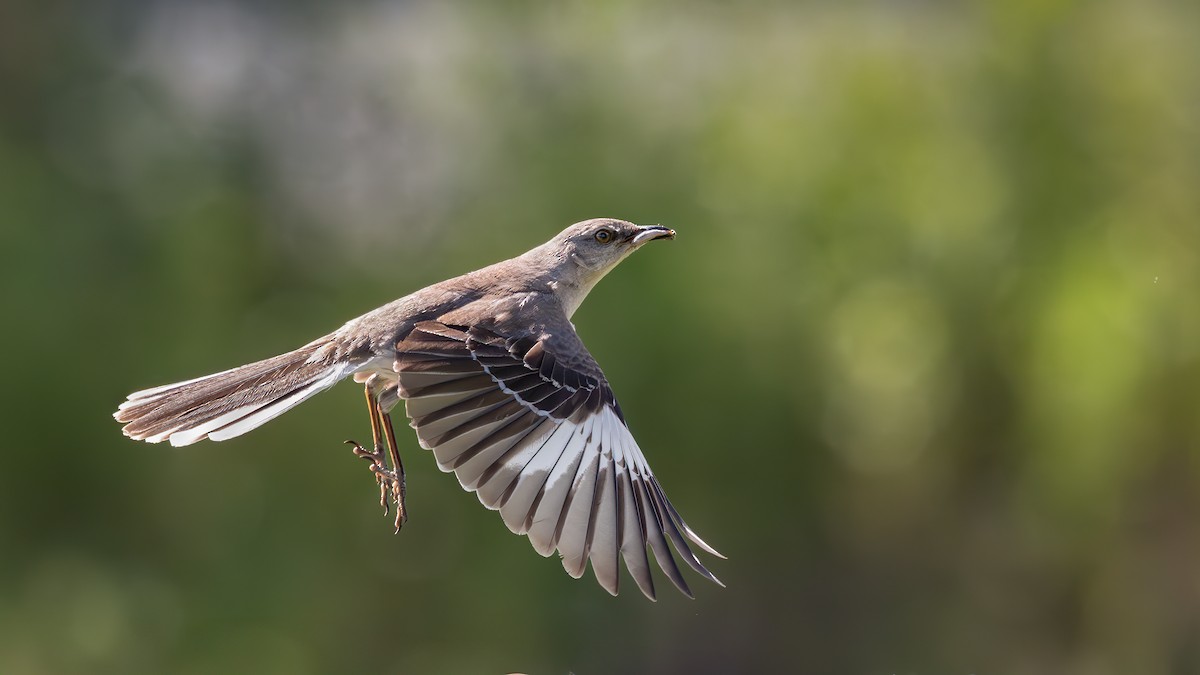 Northern Mockingbird - ML620895804